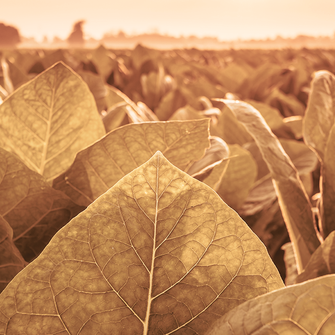 heating_IQOS_smoke-free_alternative_lower_levels_CO